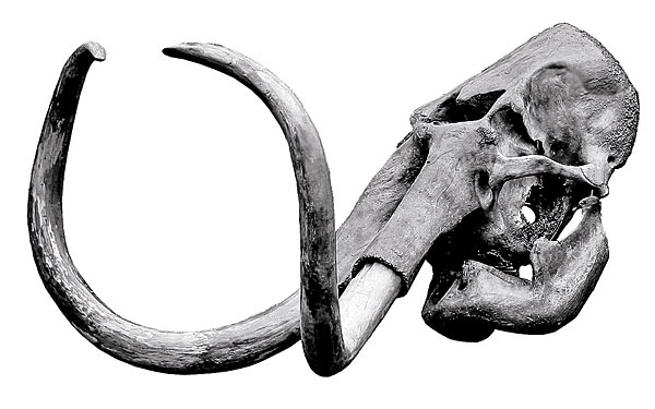 Baby woolly mammoth skull