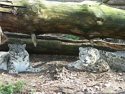 Snow leopards resting under a tree