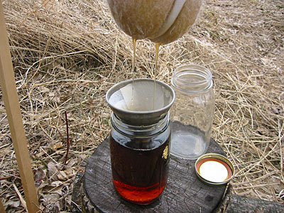 Collecting maple syrup