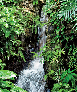A waterfall in the rainforest inside the Climatron