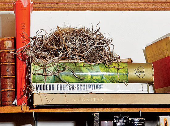 Bird nest collection
