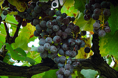 Grapes on the vine at Mount Pleasant Estate