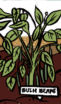 Bush beans illustration