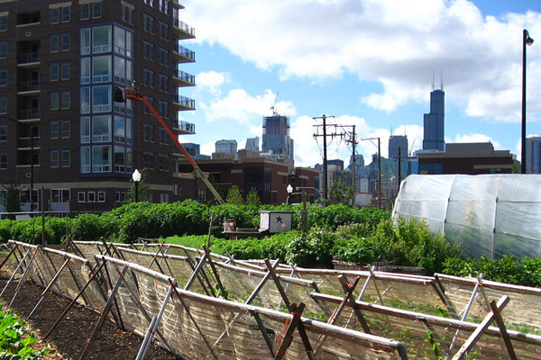 City Farm Chicago