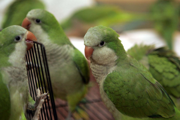 monk parakeet