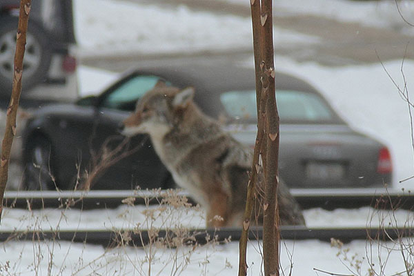chicago urban coyote