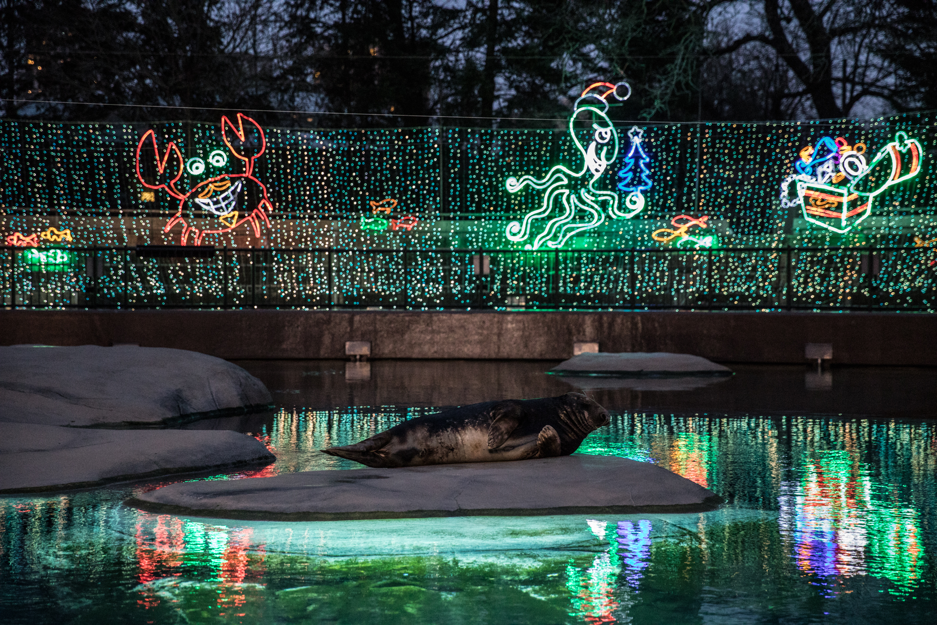 How ZooLights Is Doing Social Distancing Chicago Magazine