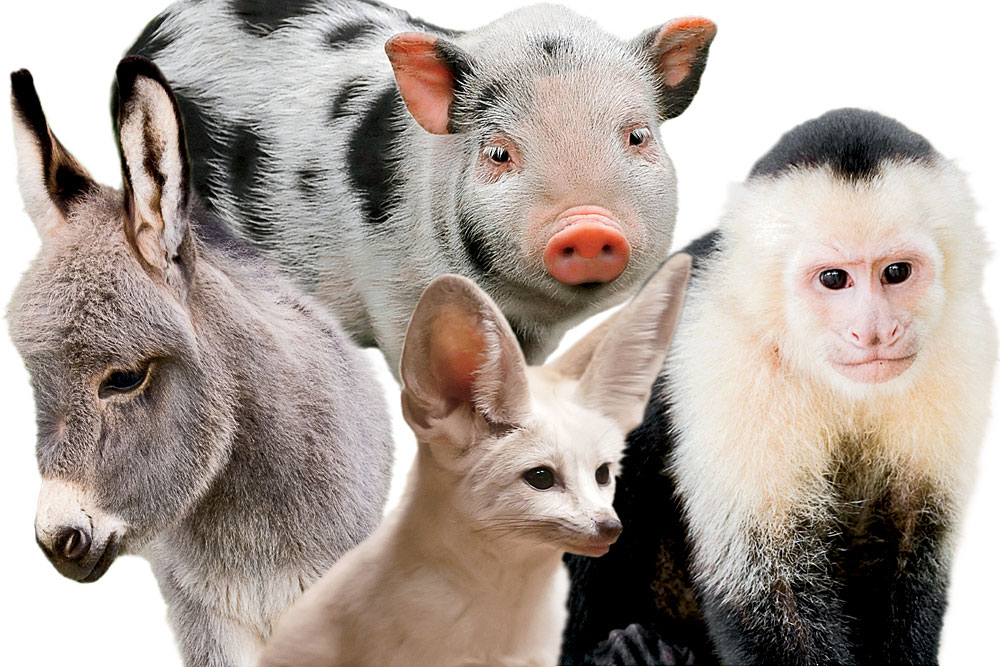 Here Are All the Animals You Can Rent in Chicago – Chicago Magazine