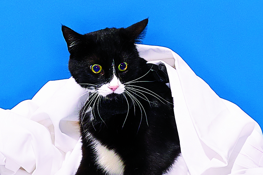 The Mind of an Incontinent Cat Chicago Magazine