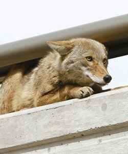 Coyote found in Lincoln Park