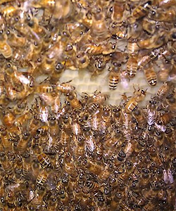 Bees
