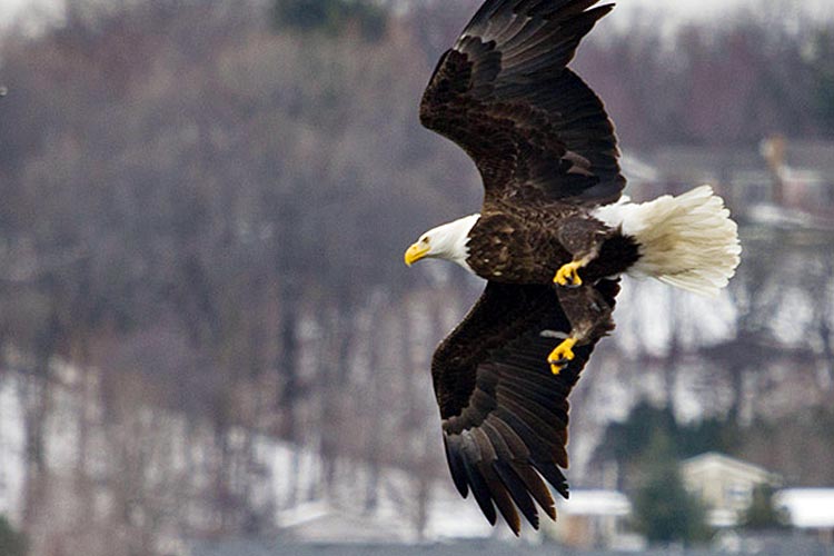 What to Do This Weekend Spot Birds of Prey in