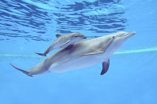 Dolphin And Calf