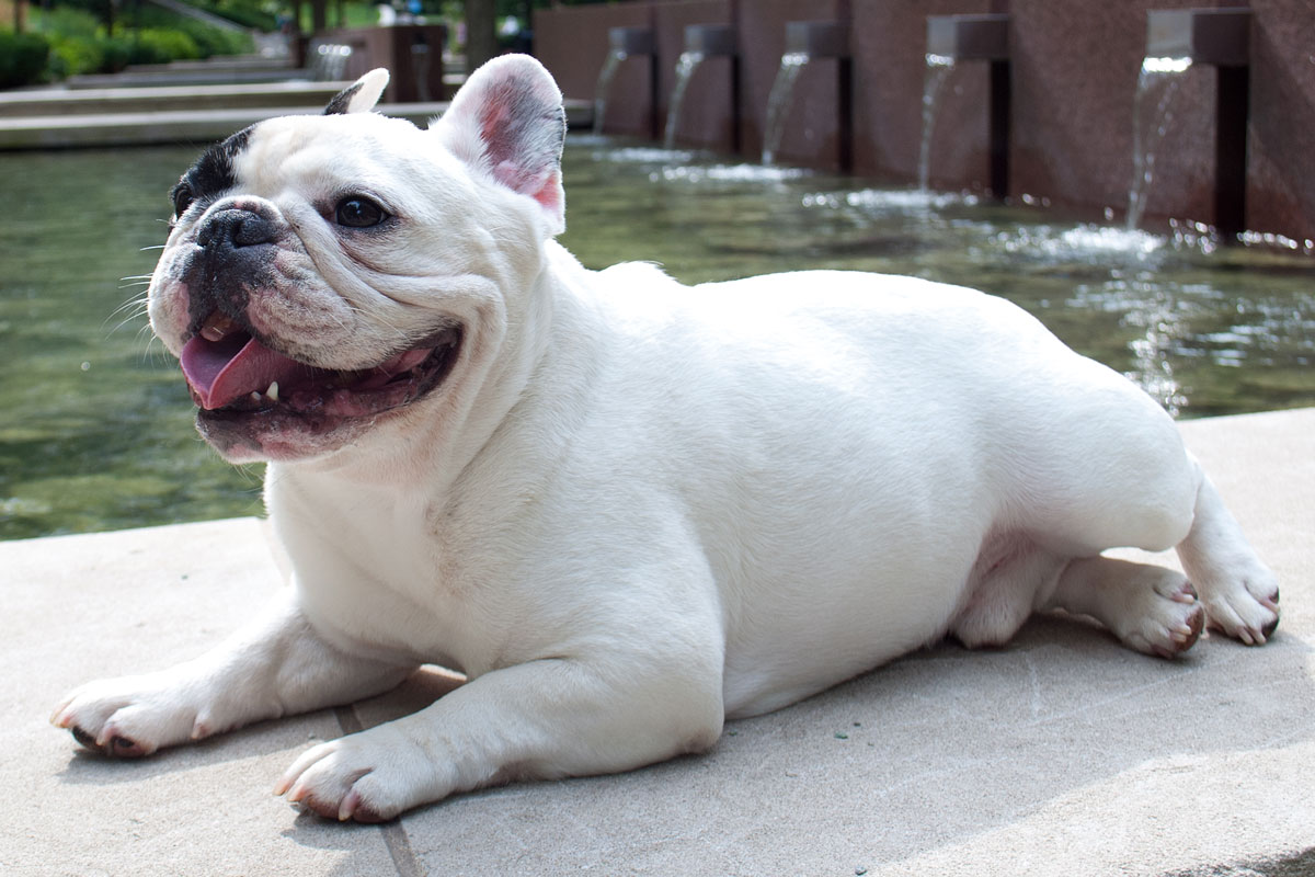 How Manny the Frenchie Became Chicago&#39;s Most Famous Dog – Chicago Magazine