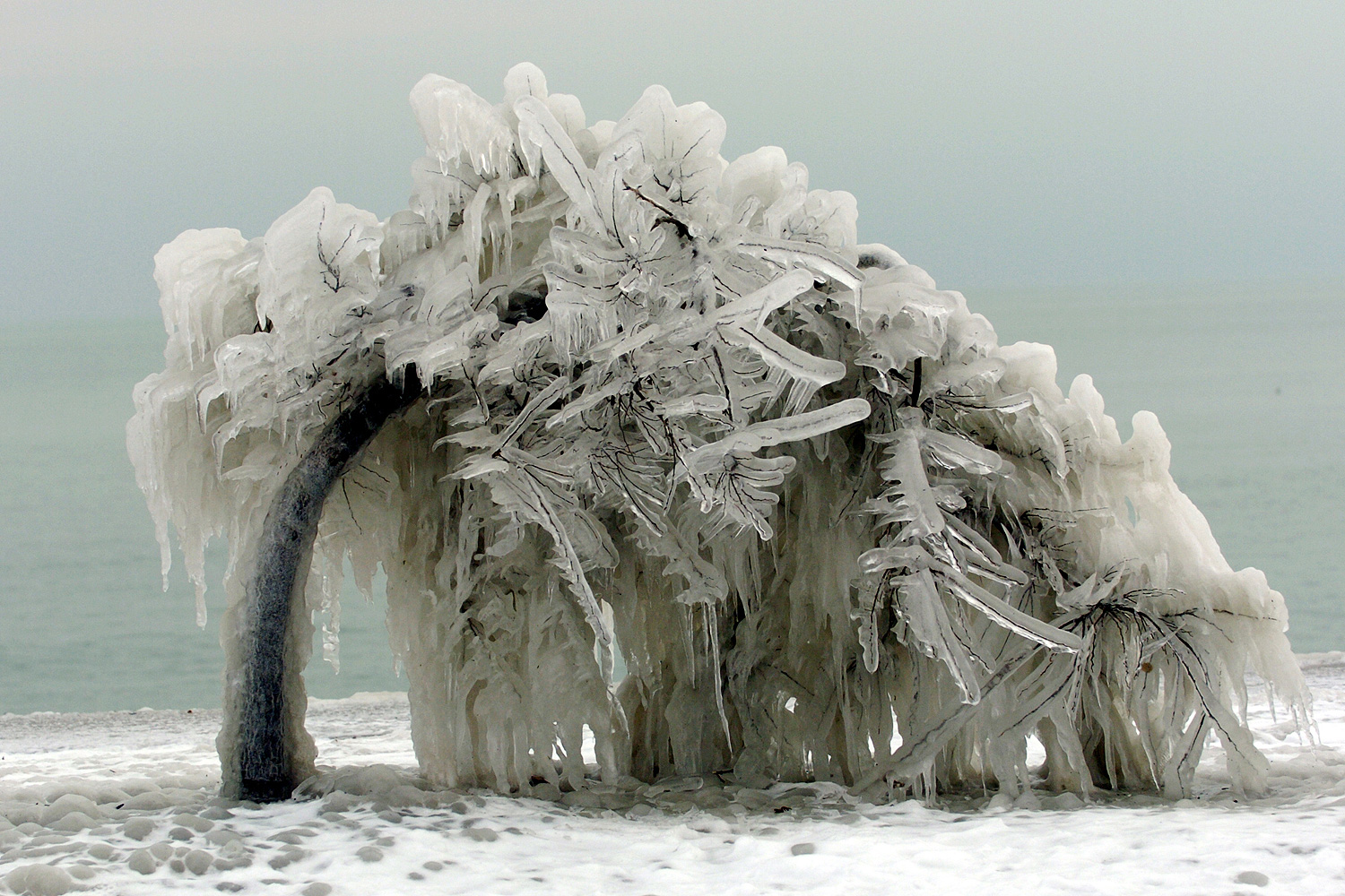 Айс шторм. Обледенение в Новороссийске. Деревья во льду. Обледеневшие деревья. Ледяной шторм.