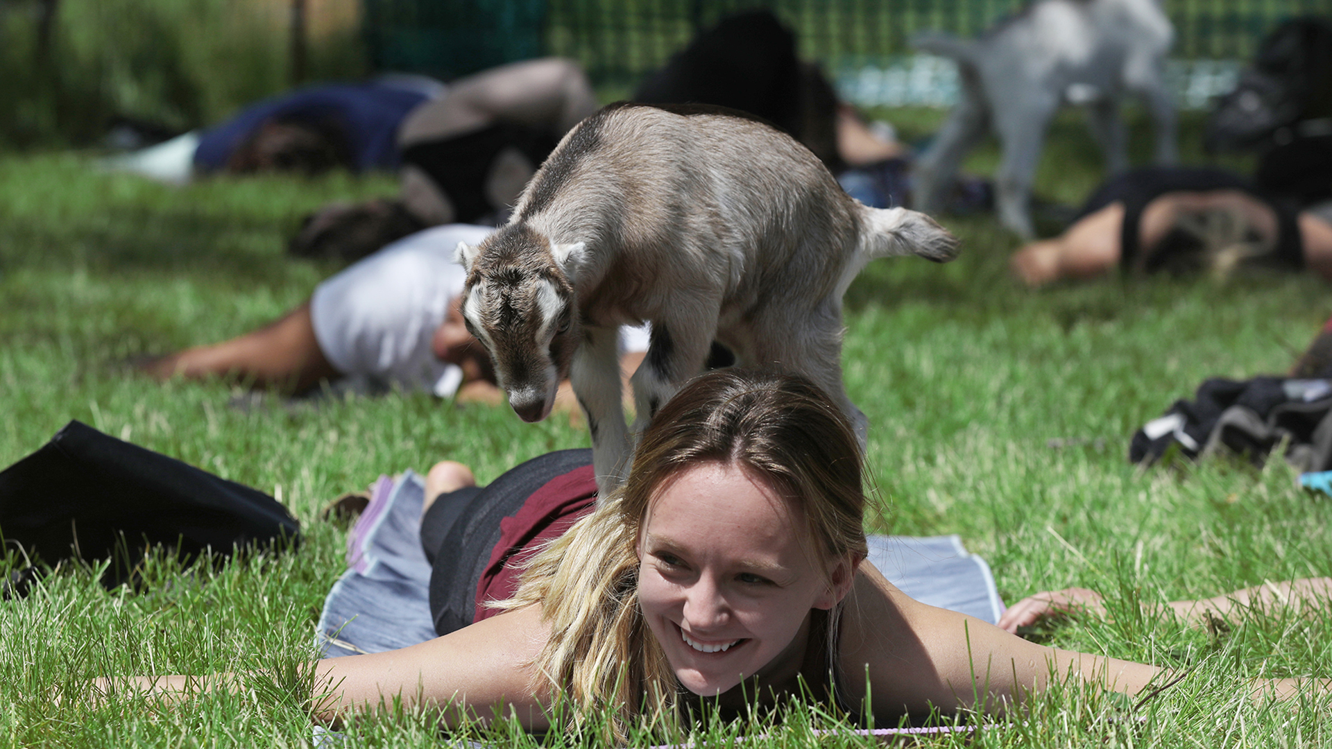 Goat Yoga. That Is All. – Chicago Magazine