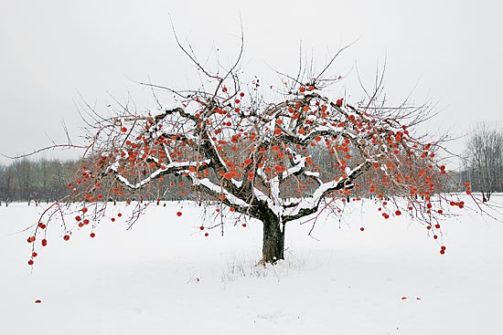 From the series "Apples (Fish Creek, Wisconsin)," Leslie Schwartz, photographic prints, from $345; leslieschwartzphotography.com