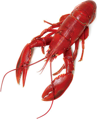 Lobster