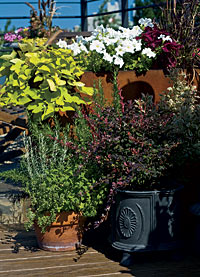 Rooftop plants