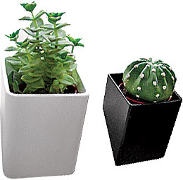 "Off the Wall" mini plant pot