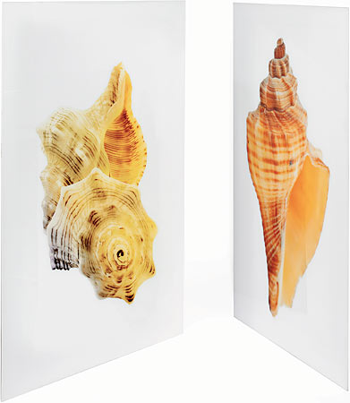 Shell images by Art Addiction