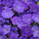 Purple wave petunias