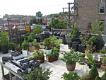 Rooftop foliage at Sprout Home