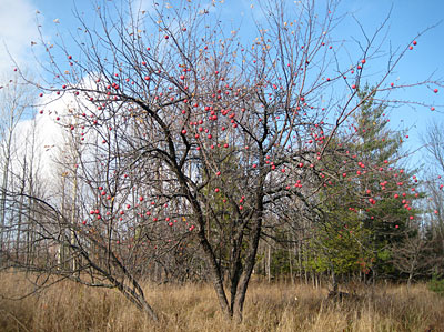 A leafless tree with hanging apples