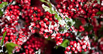 Snow covered berries