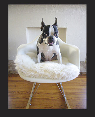 A Boston terrier posing on a chair