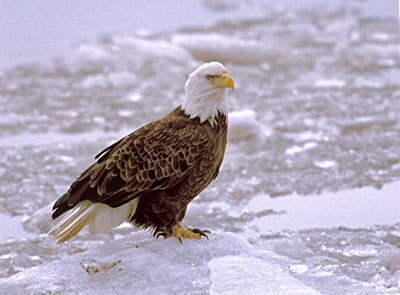 A bald eagle standing in the snow