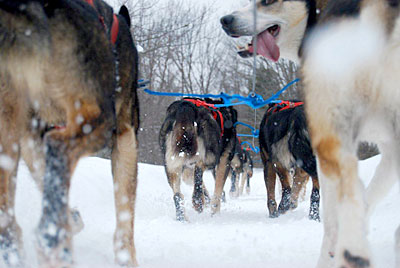 A rear view from a dog sled