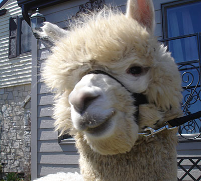 An alpaca close-up