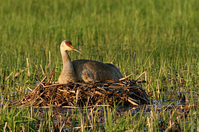 A watchful bird sitting on its nest