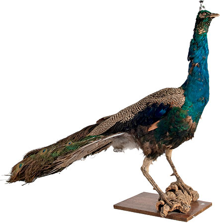 Vintage taxidermy peacock on wood stand from an estate in Belgium