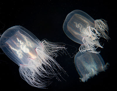 Three hairy jellyfish swimming