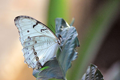 A closeup of a butterfly on a leaf