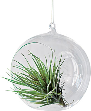 Hanging glass bubble by Shane Powers for West Elm
