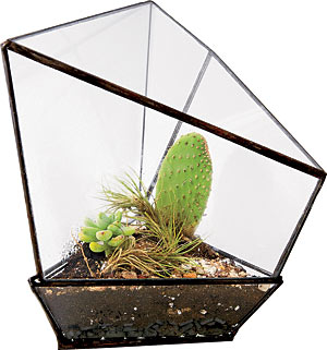 Geometric terrarium by Assembly New York