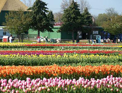 A field of colorful tulips