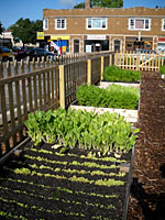 A lush home garden