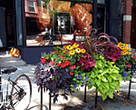 An arrangement of flowers and plants in an outdoor planter