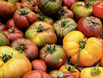 Colorful heirloom tomatoes