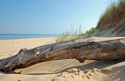 A dried log on a beach