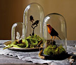 Glass-encased nature displays from Jayson Home