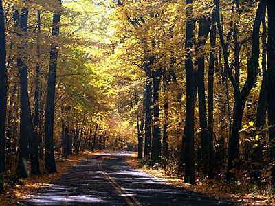 A winding road in High Cliff State Park