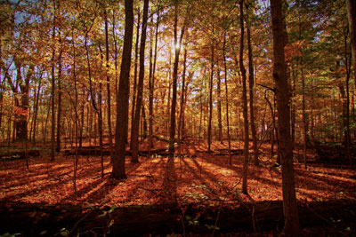 A colorful forest at the Shrader-Weaver Nature Preserve