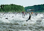 Chicago's Asian carp threat