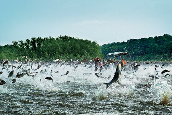 Asian carp leaping into the air on the Illinois River