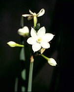 Narcissus flowers from June Blaker